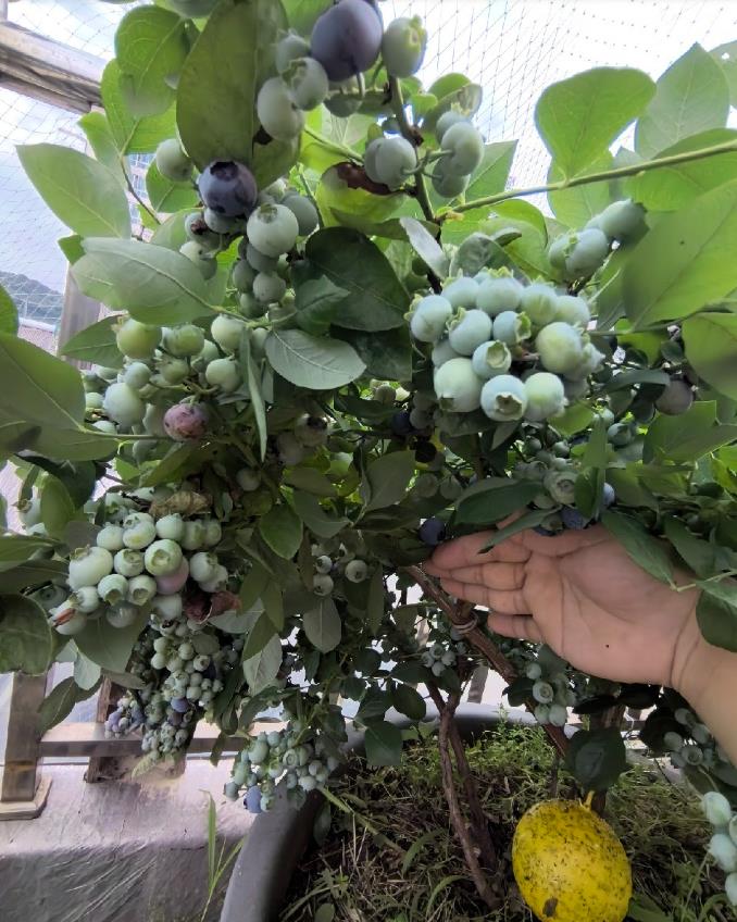 太会长了！一株蓝莓竟能摘几斤果子，大丰收